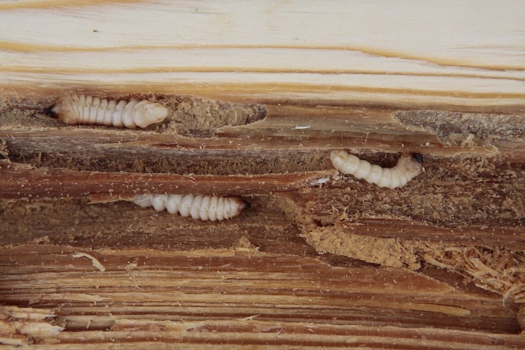 larva tesarika krovoveho 2